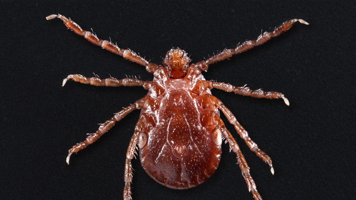 Asian tick identified in other states now spotted in New Hampshire