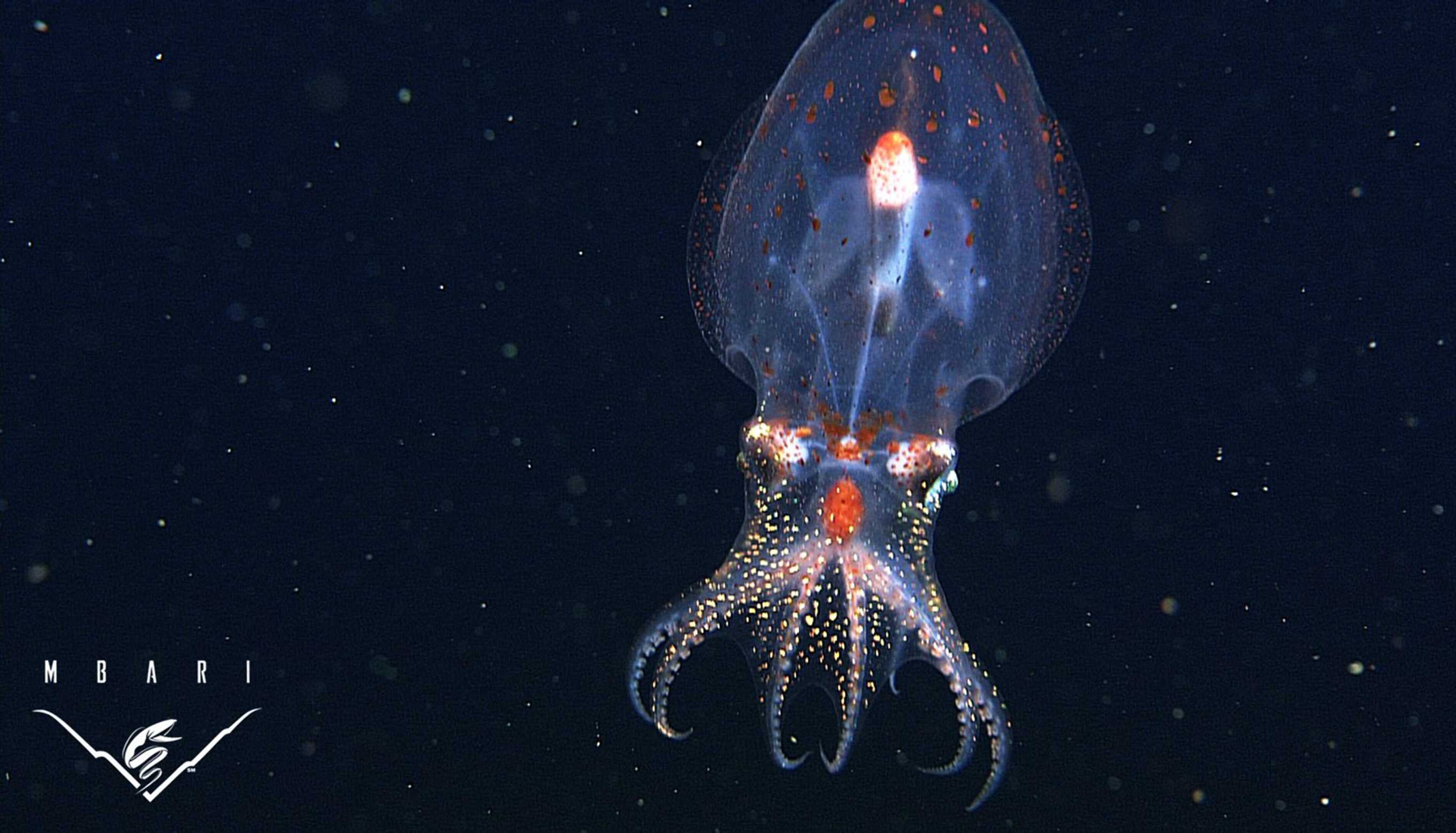 PHOTOS: Bizarre And Beautiful Deep Sea Creatures Recorded By MBARI