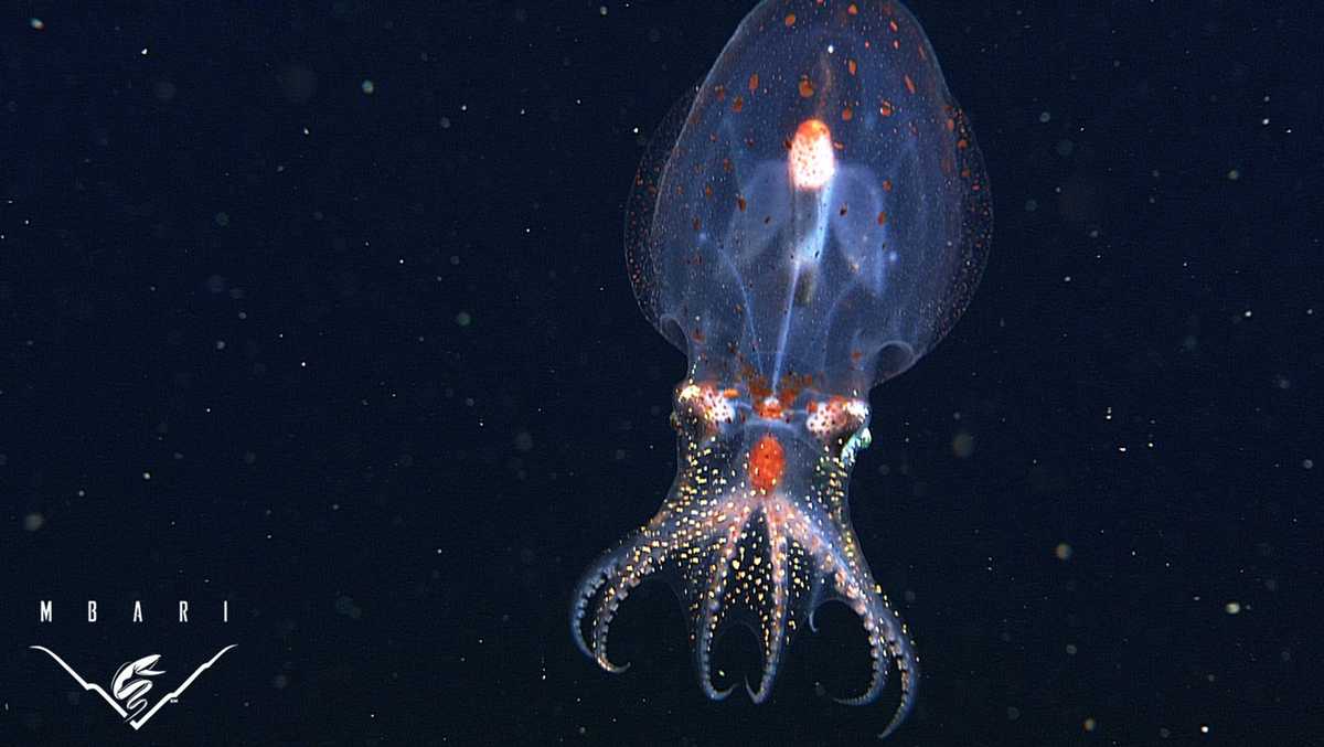 photos-bizarre-and-beautiful-deep-sea-creatures-recorded-by-mbari