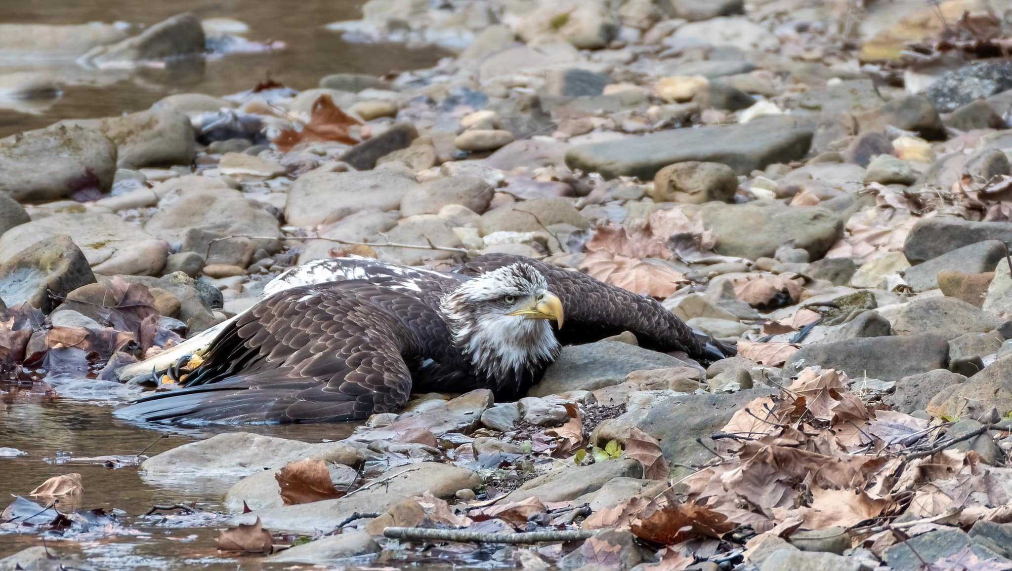 Bald eagle found injured in Bernheim creek has chance to survive thanks to volunteers - Vimarsana News