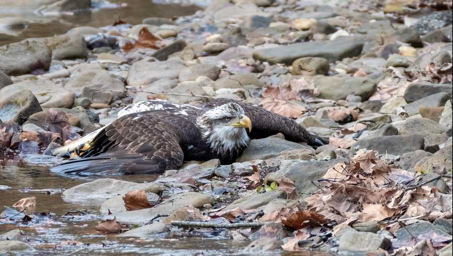 Bald eagle found injured at Bernheim