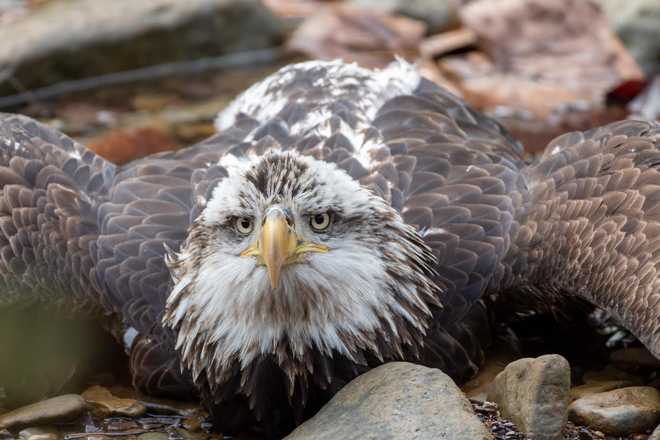 Bald eagle injured at Bernheim Forest﻿