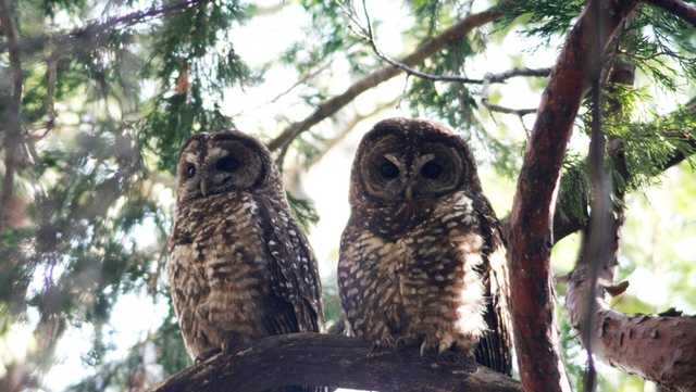 California spotted owl could be placed on the endangered species list - Vimarsana News