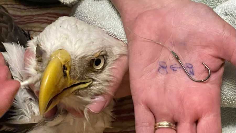 bald eagle rescued