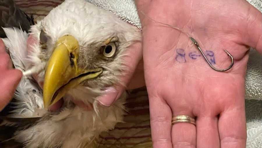 bald eagle rescued