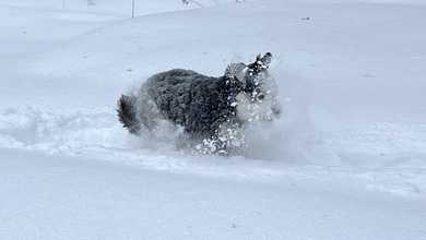 Several communities have hit 22": See how much has fallen across Mass.