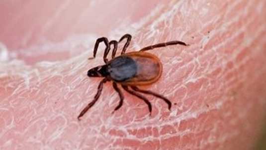 increase-in-indiana-tick-activity-prompts-warning