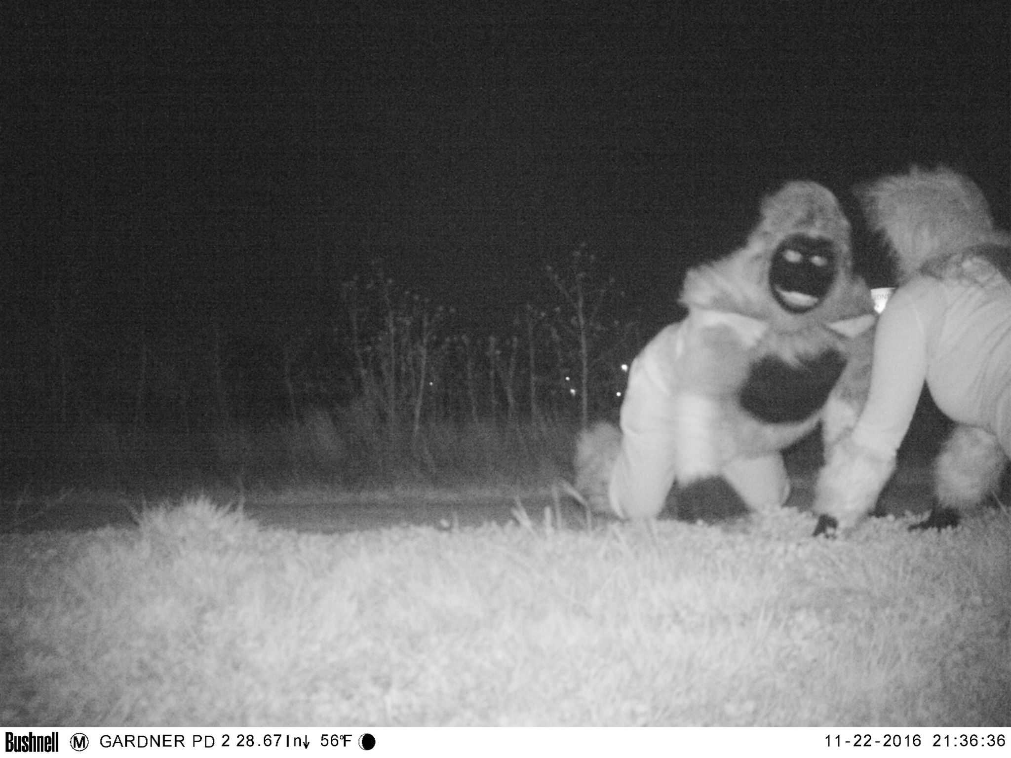 Wild' characters caught on trail cameras at Gardner park