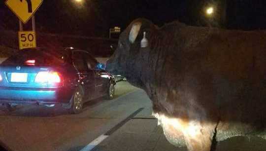 Nebraska State Patrol: 12 cows, bulls loose on interstate Thursday night; 4 killed