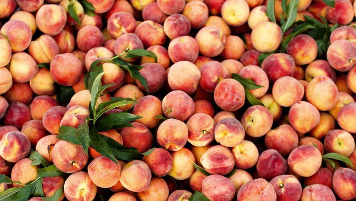 The famous Peach Truck is several stops in the Louisville area again