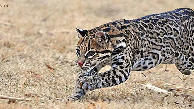 Cincinnati Zoo partnering with other zoos to help recover, repopulate Texas ocelots - Vimarsana News