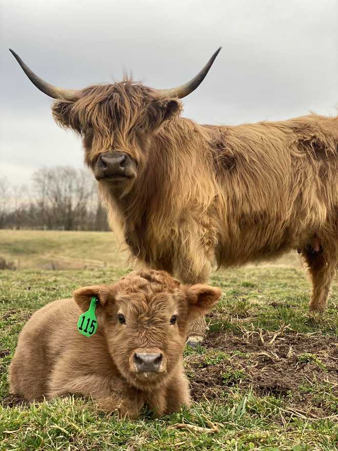 highland&#x20;cattle&#x3A;&#x20;mom&#x20;and&#x20;baby
