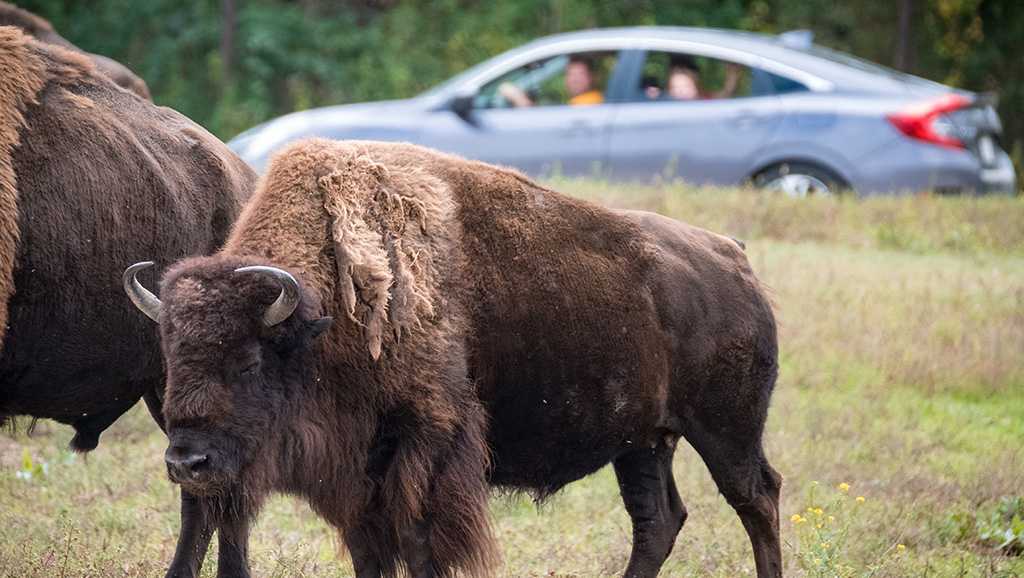 Wildlife Safari Park back open for another season