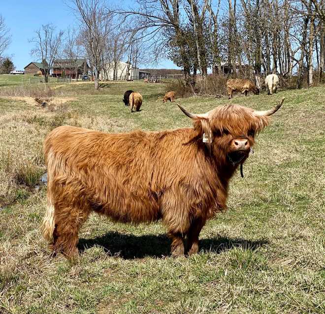 highland&#x20;cattle