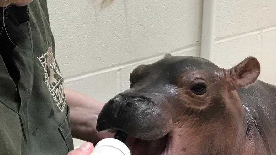 Zoo Says Baby Hippo Fiona Doing Better With Bottle