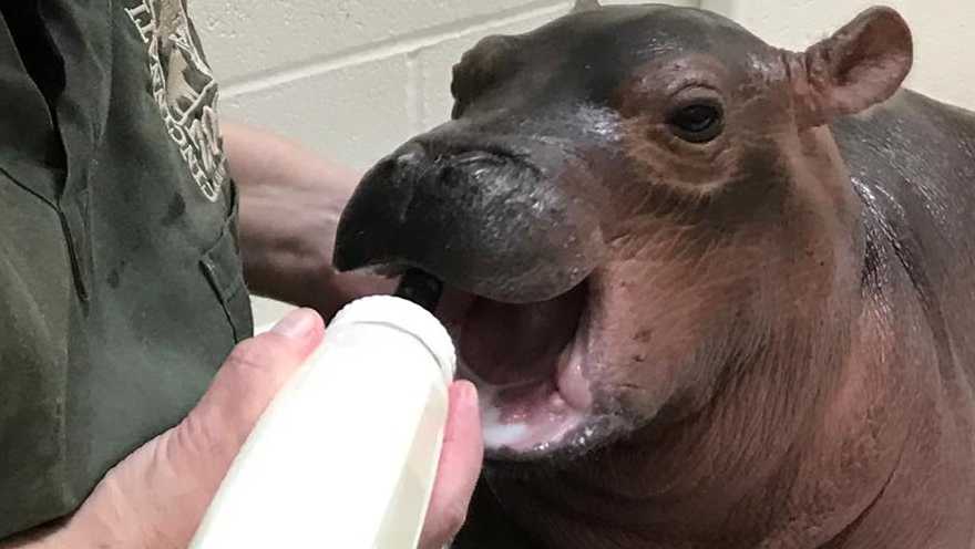 Zoo Says Baby Hippo Fiona Doing Better With Bottle Zoo Says Baby Hippo Fiona Doing Better With Bottle