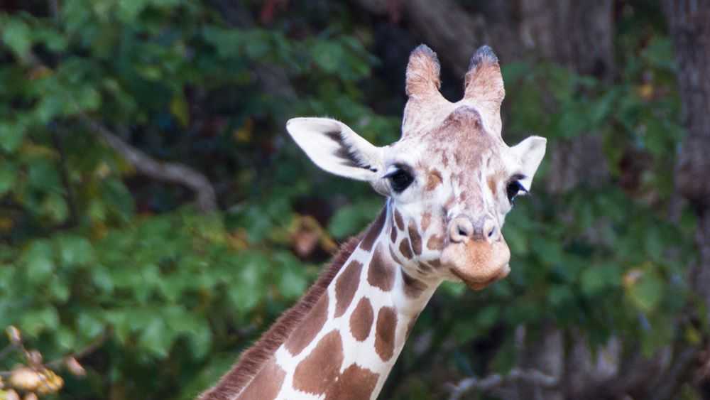 Giraffe dies at the North Carolina Zoo