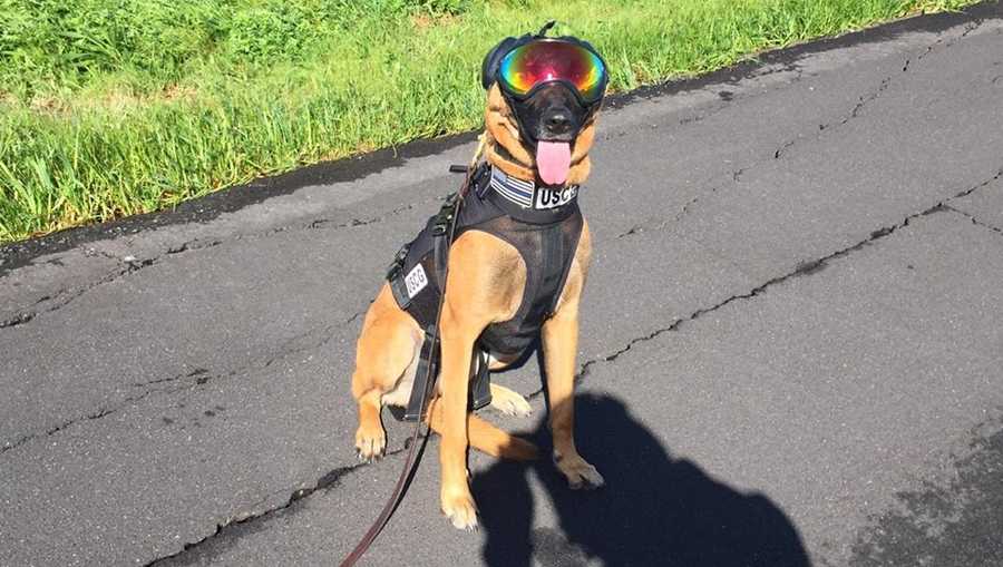 U.S. Coast Guard K9s wearing goggles and ear muffs when they train with the California Highway Patrol.
