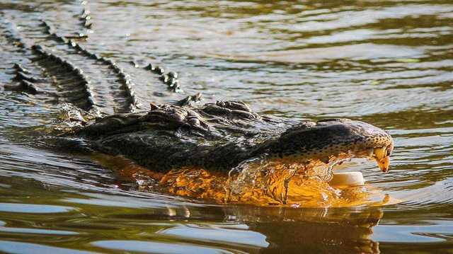 South Carolina: One person killed in alligator attack - Vimarsana News