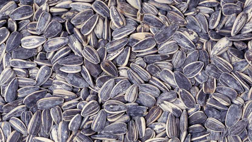 Teacher On Leave Over Sunflower Seed Spitting Allegation