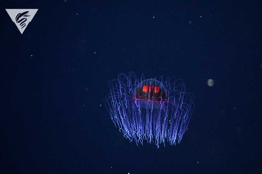 PHOTOS: Bizarre and beautiful deep sea creatures recorded by MBARI