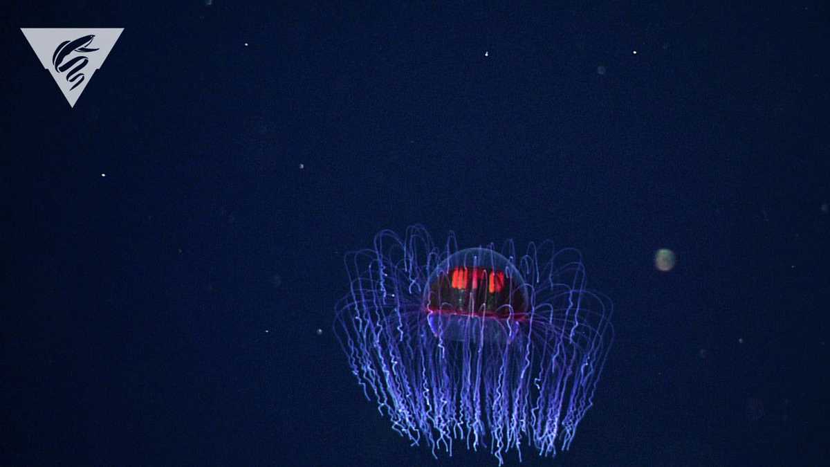 Photos: Bizarre And Beautiful Deep Sea Creatures Recorded By Mbari