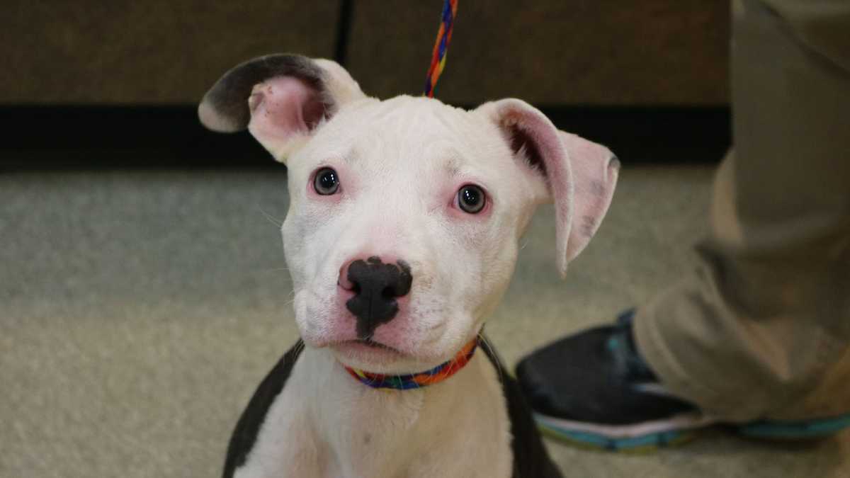 PHOTOS: These adorable hurricane evacuees are up for adoption in Cincinnati