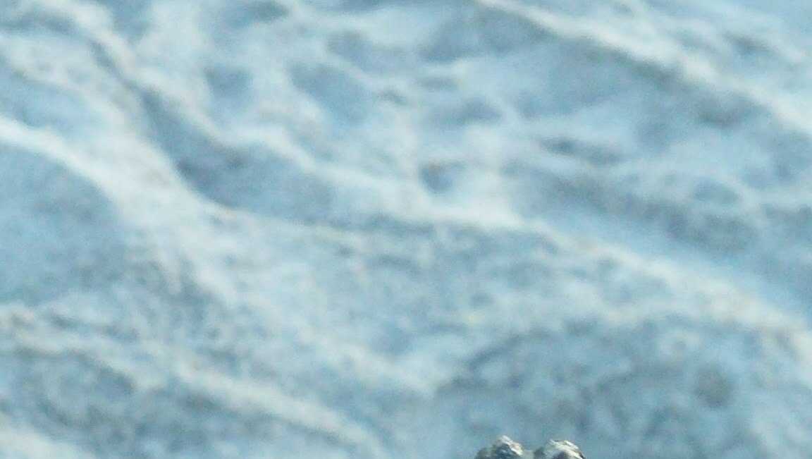 Researchers find rare 2headed turtle on Brevard coast