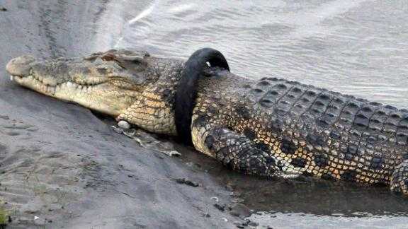 This crocodile has had a tire stuck round his neck since 2016. Now there is a reward for removing it