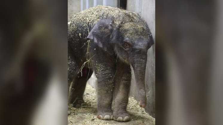 A 27-day old baby elephant died at the St. Louis Zoo Sunday.