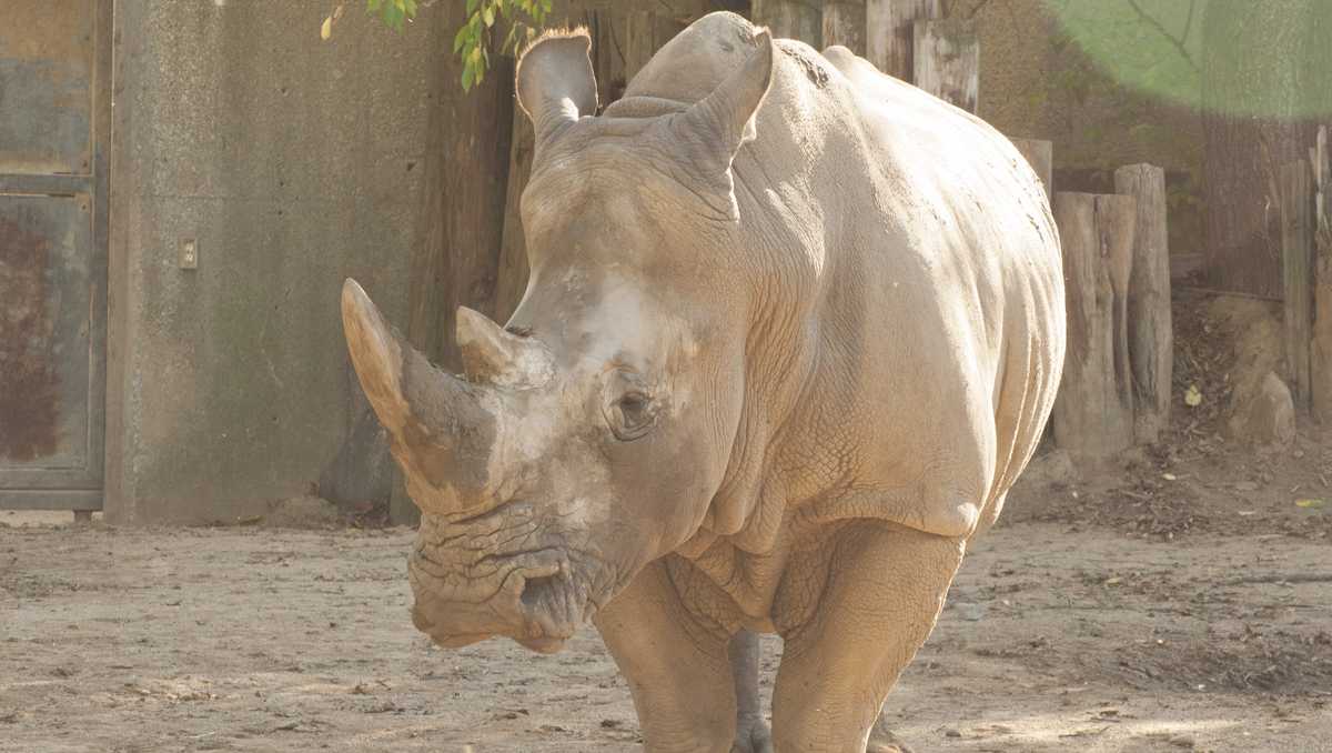 Sindi, 41-Year-Old Southern White Rhinoceros, Dies at Louisville Zoo