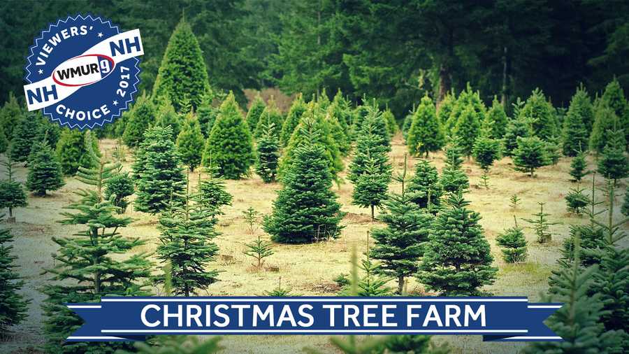 Viewers' Choice 2017: Best Christmas Tree Farm Viewers' Choice Christmas tree farm - Viewers' Choice 2017: Best Christmas Tree Farm