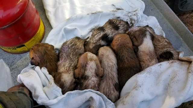 Firefighters save 9 puppies from southeast OKC house fire - KOCO
