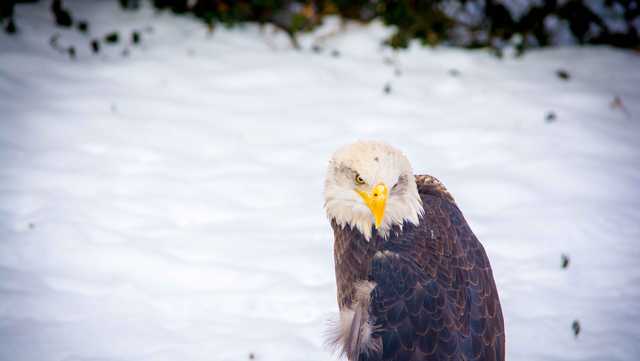 Even Snippy loves him some Eagles!