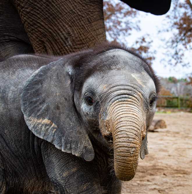 Who&#39;s the dad? Louisville Zoo finds out who sired baby elephant Fitz