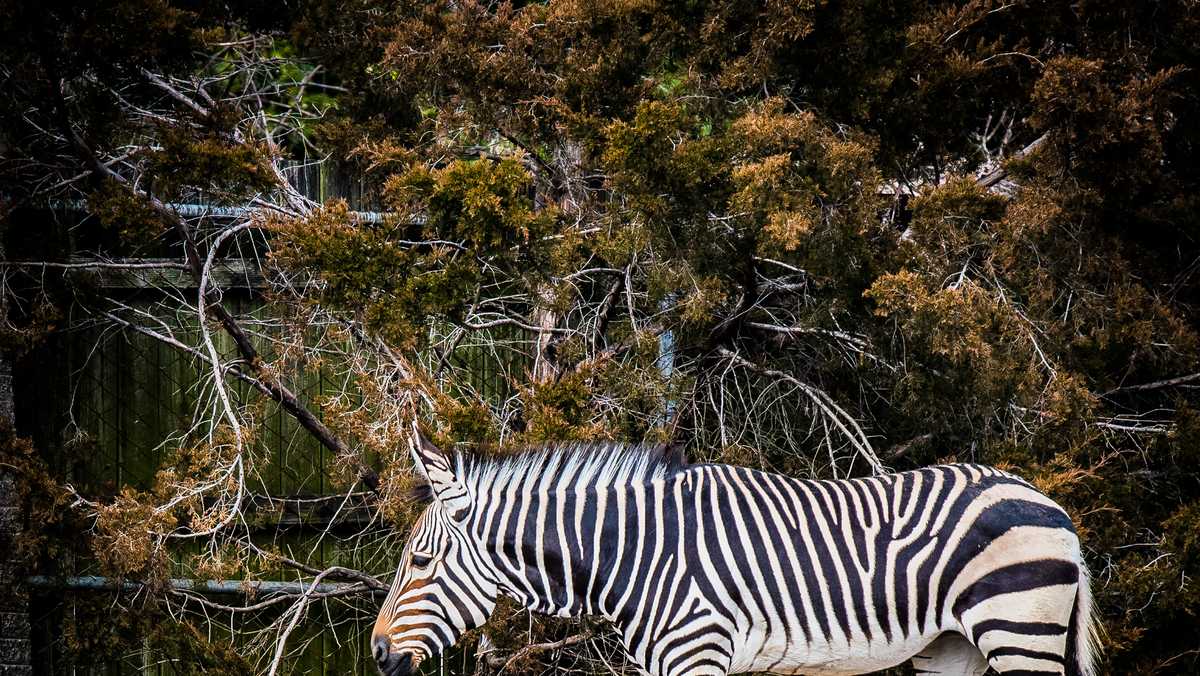 louisville-zoo-s-new-zebra-will-be-reunited-with-her-sister