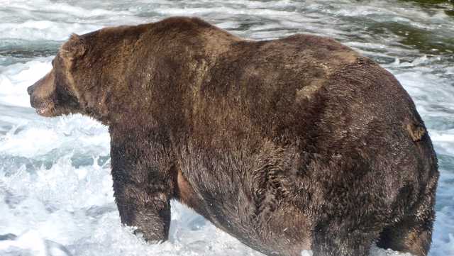 Fat Bear: It's time to weigh in on Alaska national park's biggest