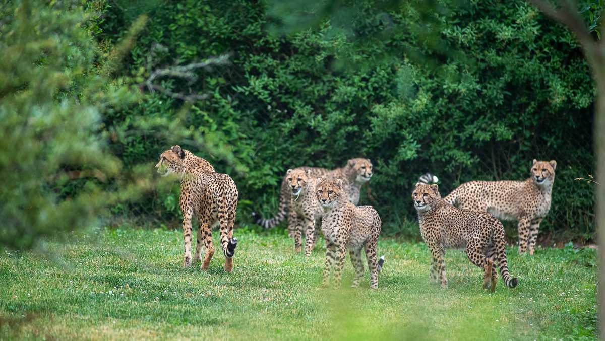 Pittsburgh Zoo 5 new cheetah cubs
