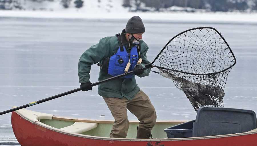Loon rescue