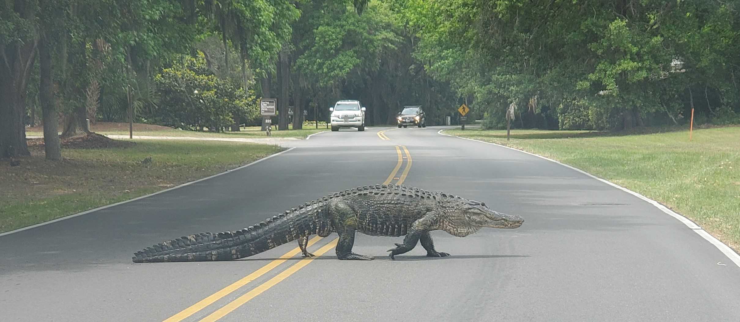 Listcrawler Long Island Alligator