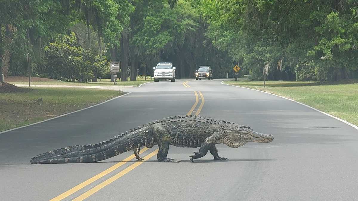 'Hormones raging': Massive gator on the move snarls traffic on Hilton ...