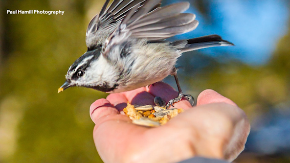 Explore Outdoors: Hike Chickadee Ridge and you might encounter the ...