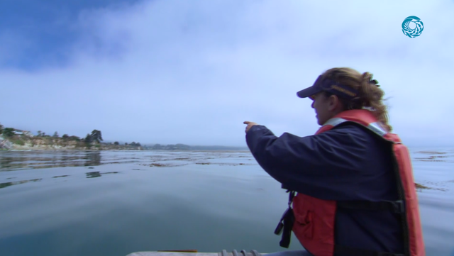 CA scientists show why healthy oceans are vital - Vimarsana News