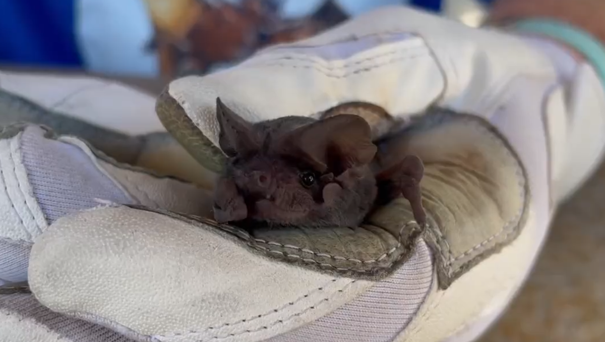 Sticky Traps Endanger Bats! - Northern California Bats