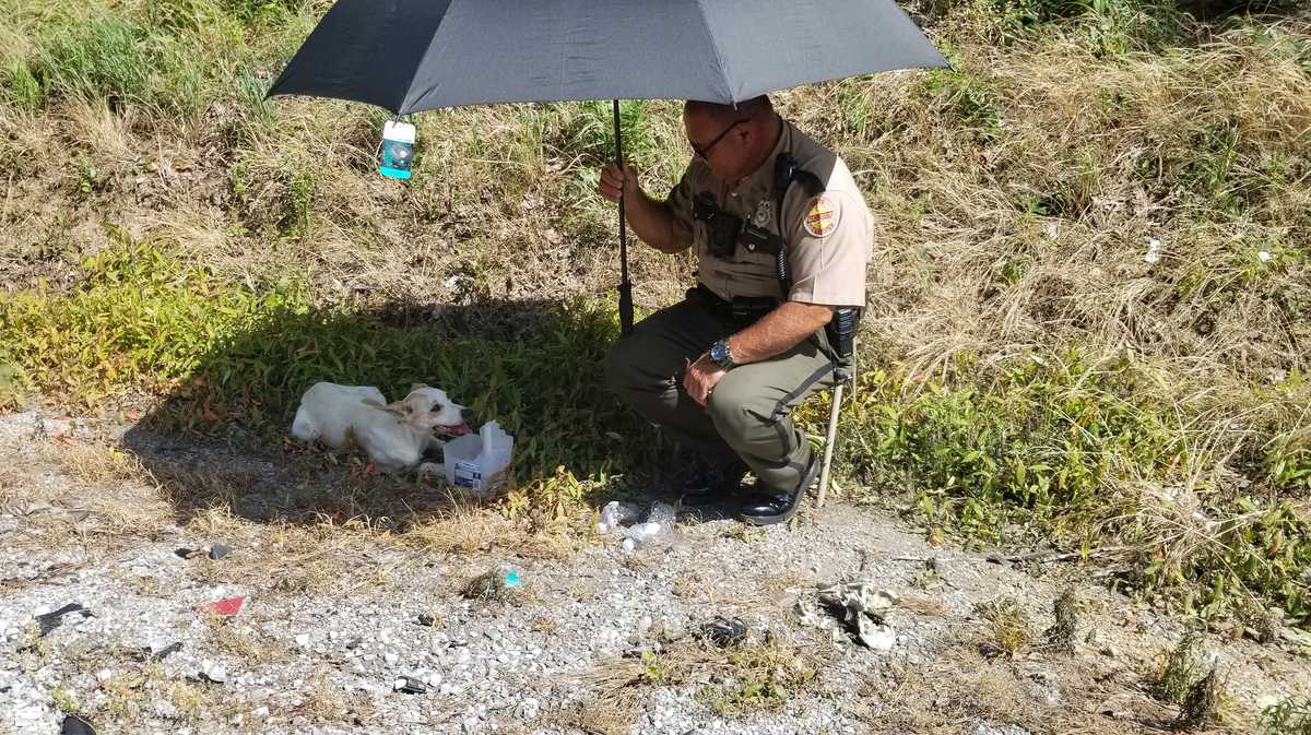 Tennessee state trooper uses umbrella to shade dog found in sweltering heat