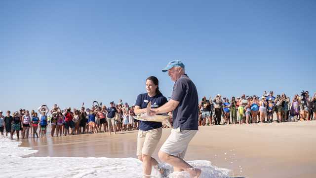 Aquarium releases rehabilitated sea turtles Bassoon, Cello - Vimarsana News
