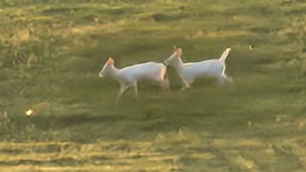 a pair of all-white deer in west union