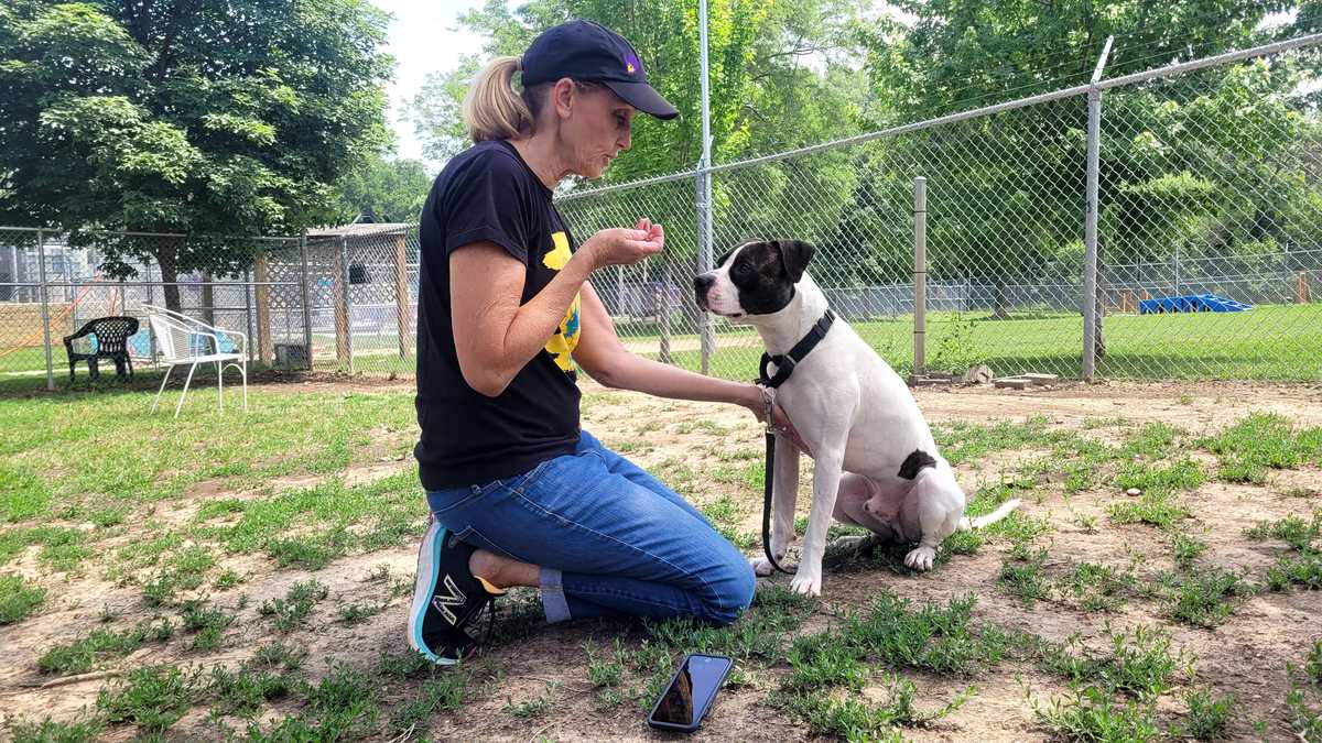 Meet the Nebraska Humane Society's pet of the week