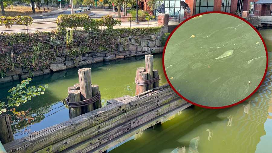Toxic algae bloom triggers health advisory for Charles River