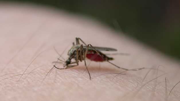 Santa Cruz County Mosquito And Vector Control Trying To Take The Sting Out Of A Wet Winter